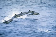 Dolphins in Las Gaviotas Rosarito Beach
