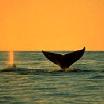 Baja Whale Watching