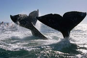 Whales pass by the Homes From Jan - Apr